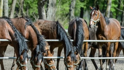 Wizerunkowa wpadka w związku z aukcją koni arabskich Pride of Poland