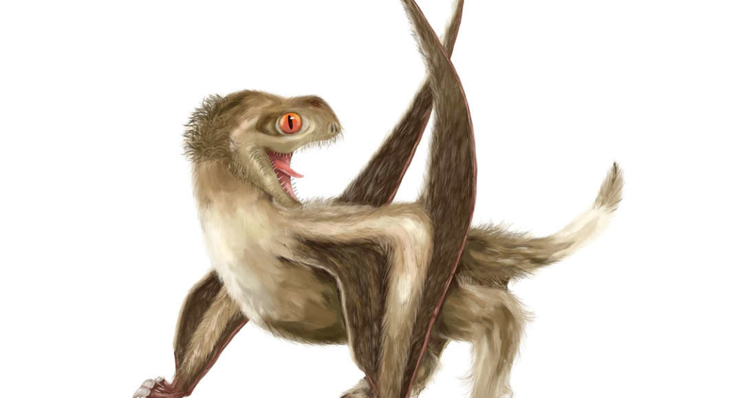 Wizja artystyczna jednego z pterozaurów z późnej jury /materiały prasowe