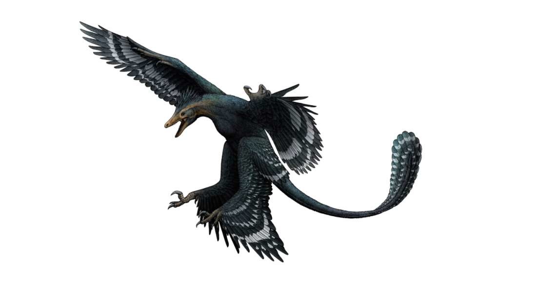 Wizja artystyczna Zhongjianosaurus yangi - według naukowców był niewielkich rozmiarów i miał skrzydła /fot. Vertebrata PalAsiatica /materiały prasowe