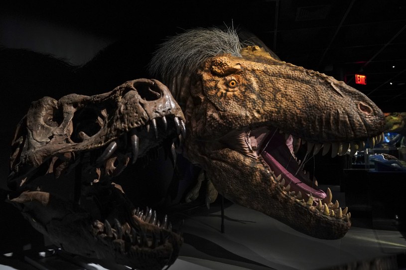 Wizja dinozaurów z "Parku Jurajskiego" znacznie różni się od rzeczywistości / Drew Angerer / Staff /Getty Images