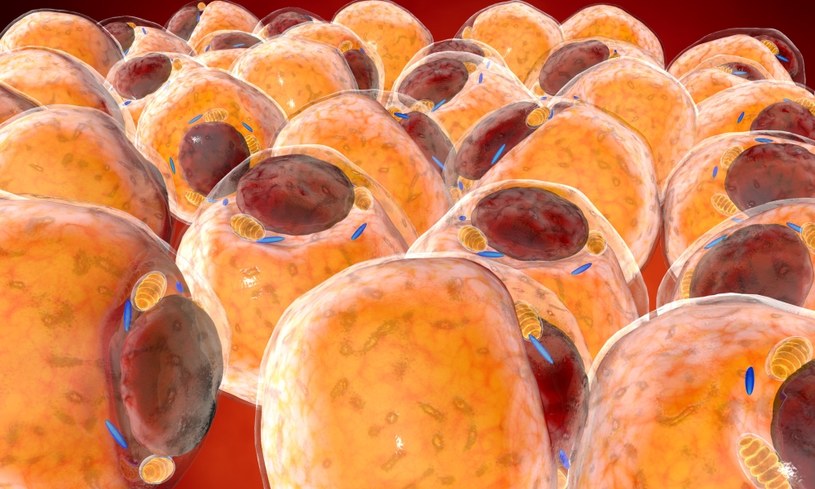 Wizualizacja adipocytów, czyli komórek tłuszczowych /123RF/PICSEL