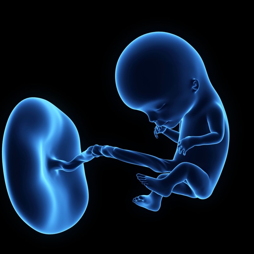 Wizualizacja przedstawiająca ludzki płód podczas 12. tygodnia ciąży /123RF/PICSEL