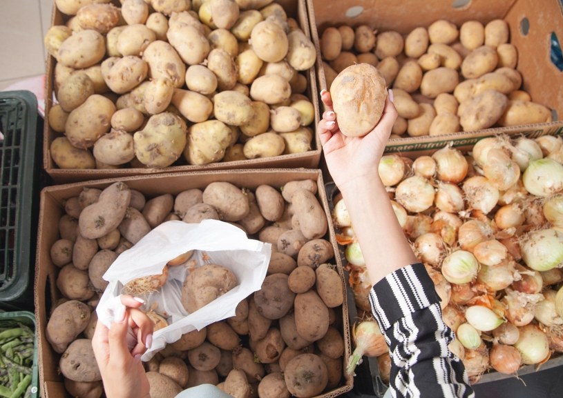 Wkładam cząstki do worka z ziemniakami. Zatrzymuję kiełkowanie, zachowuję świeżość bulw na dłużej