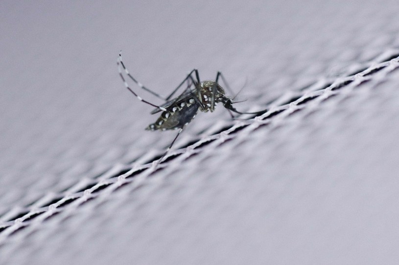 Wkrótce komary zarażone wirusem Zika staną się przeszłością? /AFP