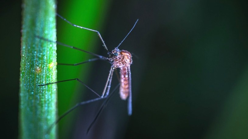 Władze Florydy wypuszczą 750 milionów zmodyfikowanych genetycznie komarów /Geekweek