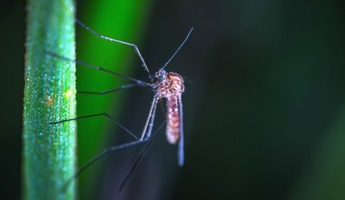 Władze Florydy wypuszczą 750 milionów zmodyfikowanych genetycznie komarów