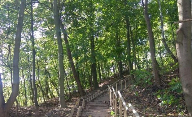 ​Władze Gdańska chcą odtworzyć park leśny na Aniołkach