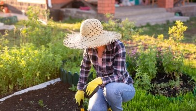 Władze Lublina zachęcają do zakładania ogrodów społecznych 
