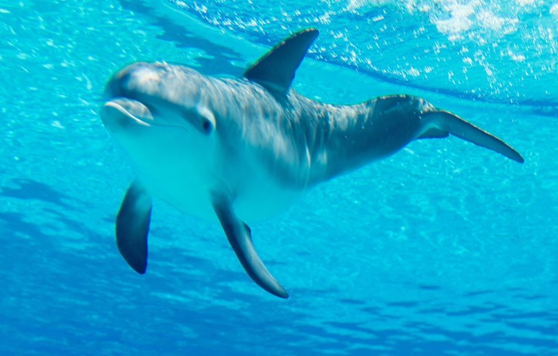 Władze mają nadzieję, że niepowstrzymana żądza delfina wkrótce mu przejdzie /East News