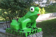 Władze Olsztyna nie chcą zielonej żaby