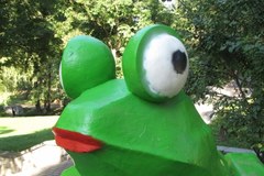 Władze Olsztyna nie chcą zielonej żaby