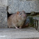 ​Władze Rzeszowa proszą gospodarza Zamku Lubomirskich o pomoc w zwalczaniu szczurów
