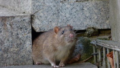 ​Władze Rzeszowa proszą gospodarza Zamku Lubomirskich o pomoc w zwalczaniu szczurów