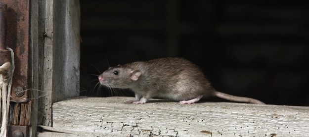 Władze Wrocławia ruszyły na wojnę ze szczurami /Mike Lane /PAP/EPA