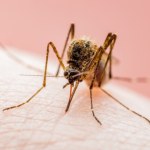 gorączka Zachodniego Nilu Władze wydały alert. Wykryto ogniska groźnej choroby wirusowej