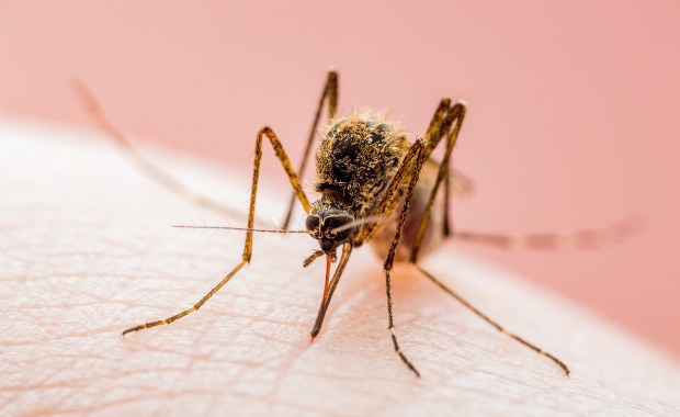 Władze wydały alert. Wykryto ogniska groźnej choroby wirusowej