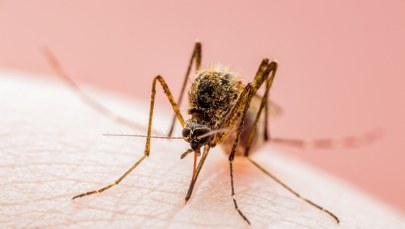 Władze wydały alert. Wykryto ogniska groźnej choroby wirusowej