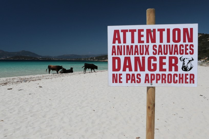 Władze wyspy od lat ostrzegają o niebezpieczeństwie zbliżania się do bydła /PASCAL POCHARD-CASABIANCA  /AFP