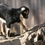 Władze zoo zabiły i ugotowały kozy karłowate. "Ich mięso nie nadawało się do spożycia"