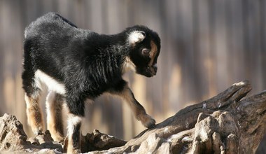 Władze zoo zabiły i ugotowały kozy karłowate. "Ich mięso nie nadawało się do spożycia"