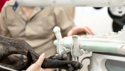 Wlał żrący płyn do gardła psa. Europejski list gończy za skazanym