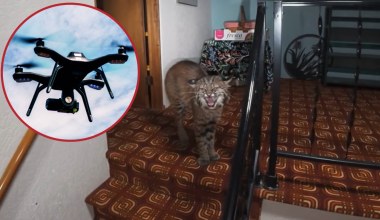 Włamał się do domu przez okno. Policyjny dron pomógł schwytać rysia