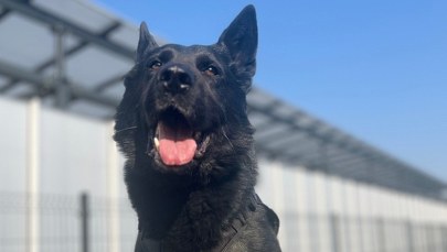 Włamał się do kościoła, wytropił go policyjny pies