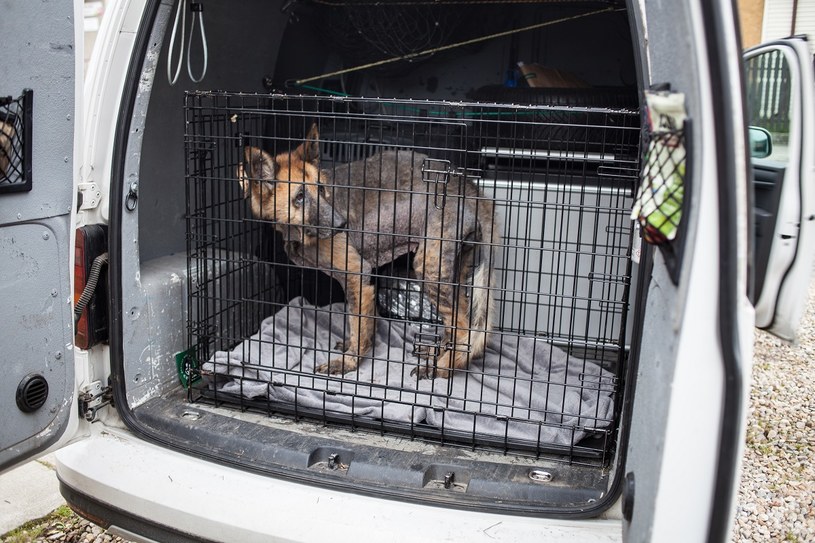 Właściciel przyznał, że robił co mógł, aby pomóc psu. Ostatecznie Elza trafiła pod opiekę KTOZ /Estera Oramus/Interia.pl /INTERIA.PL