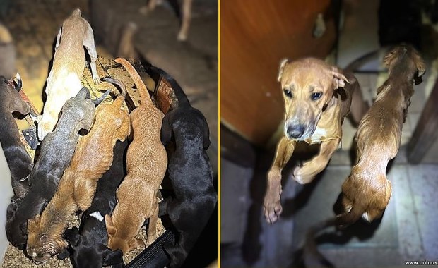 Właściciel zgotował im piekło. Koniec gehenny wygłodzonych psów