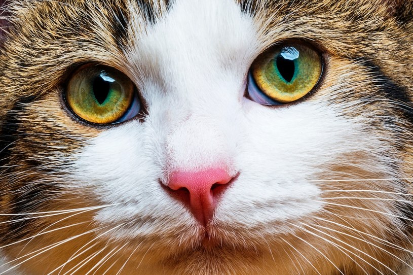 Właściciele kotów są mniej narażeni na zawał serca /123RF/PICSEL