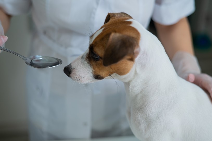 Właściciele podają swoim psom leki nie tylko przeciwbólowe, ale także leki uspokajające czy antydepresyjne /123RF/PICSEL