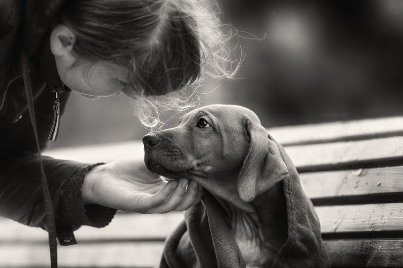 Właściciele psów potrafią kochać swoje zwierzęta na równi z ludźmi /123RF/PICSEL