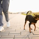 Właściciele psów zapłacą więcej. Oto nowa kwota podatku od psa