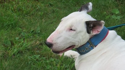 Właściciele zostawili psa w samochodzie. Bez interwencji policji zwierzę by nie przeżyło