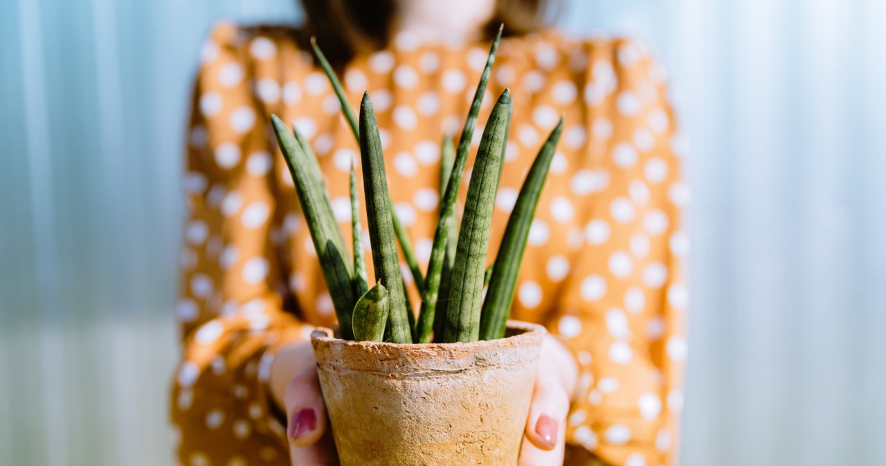 Właściwa pielęgnacja sansewierii jesienią i zimą jest bardzo ważna. /123RF/PICSEL