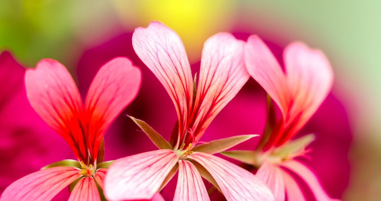 Właściwości pelargoniii afrykańskiej z powodzeniem wykorzystuje się w medycynie naturalnej i konwencjonalnej /Adobe Stock