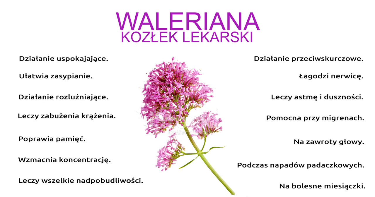 Właściwości waleriany /materiały prasowe