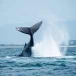 "Właściwy moment, by pójść na dno". Wieloryb gigant zatopił 13-metrową łódź