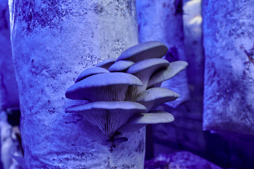 Własna hodowla grzybów to krok bliżej do świata natury /Getty Images