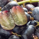 Właśnie dojrzewają w polskich ogrodach. Bez pestek, słodziutkie jak miód, potasu i magnezu mają zatrzęsienie