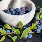 przetwory Właśnie owocują, ale najlepiej jeść je po przymrozkach. Działają przeciwbakteryjnie i przeciwzapalnie