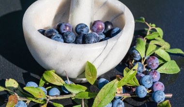 Właśnie owocują, ale najlepiej jeść je po przymrozkach. Działają przeciwbakteryjnie i przeciwzapalnie 