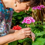 Wlej do pelargonii i poczekaj kilka dni. Dorodne kwiaty będą wylewać się z doniczki