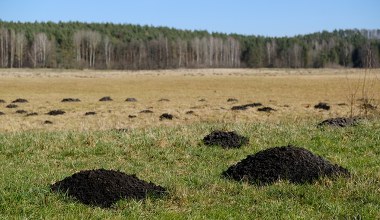 ​Wlej tę mieszankę do kopca w styczniu. Kret już nie będzie buszował w twoim ogrodzie