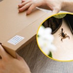 skorpion Włoch zamówił paczkę z Chin i dobrze, że nie otworzył jej z drugiej strony