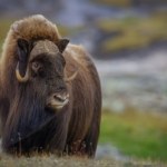 Włochaty byk pojawił się w Polsce. Zniesie ekstremalny mróz