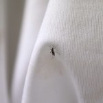 Włochy: Już blisko 50 osób zarażonych wirusem chikungunya