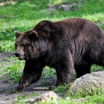 Włochy: Niedźwiedź zabił biegacza. Rodzina zmarłego poda państwo do sądu
