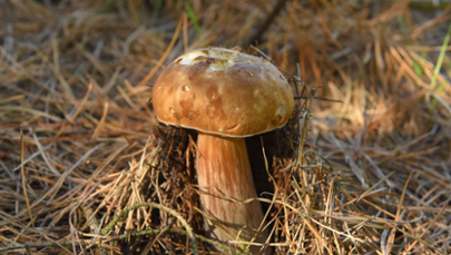 Włochy: Surowe kary dla grzybiarzy za łamanie przepisów