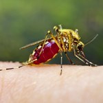Włochy: Wzrosła liczba zakażeń wirusem przenoszonym przez komary tygrysie